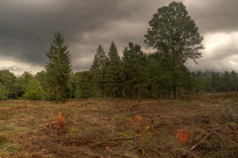 Clearcutting a forest Stock Photos