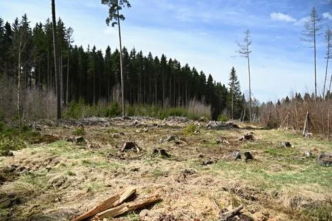 Cleared clearing with stumps, Forest clearing with trees and cut stumps Stock Photos
