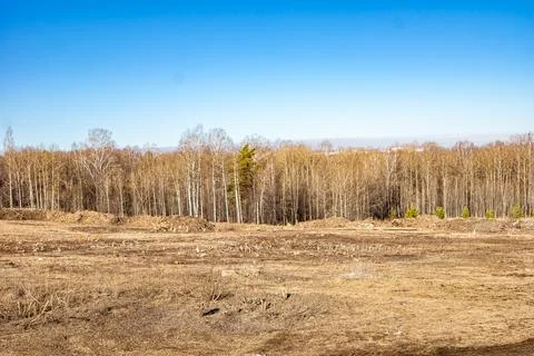A cleared forest area with tree stumps and debris, showing the destruction of Stock Photos