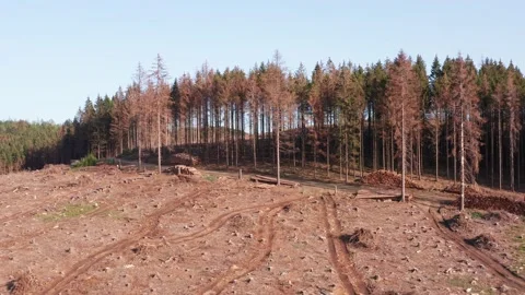A cleared forest filmed backwards towards a healthy forest in 4k Video stock 141403300