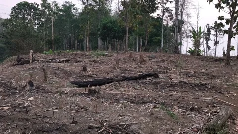 Cleared Forest Landscape with Tree Stumps and Fallen Logs Vídeos de archivo 345665831