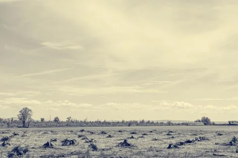 Cleared forest with only tree stumps left. Stock Photos