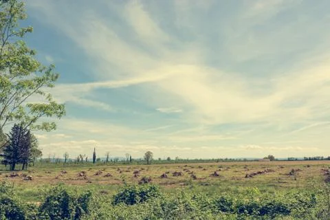 Cleared forest with only tree stumps left. Stock Photos