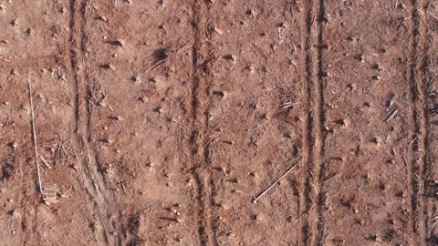 A cleared forest from top to bottom top down filmed in 4k 스톡 동영상 141403278