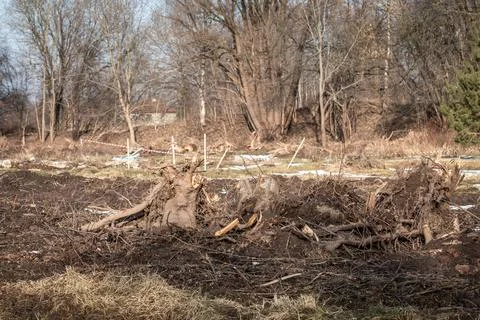 Cleared Land With Removed Tree Stumps and Roots Preparing Construction Site Foto stock