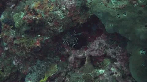 Clearfin lionfish Stock Footage 10727132