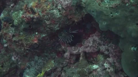 Clearfin lionfish Video stock 10736121
