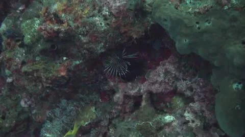 Clearfin lionfish Stock Footage 10737714