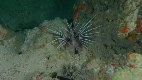 Clearfin Or Red Lionfish Hovering Near Rocky Crevices In Tropical Reef Stock Footage 311988788