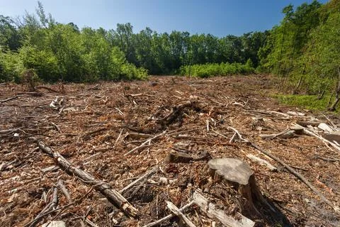 Clearing after a cut-down forest Stock Photos