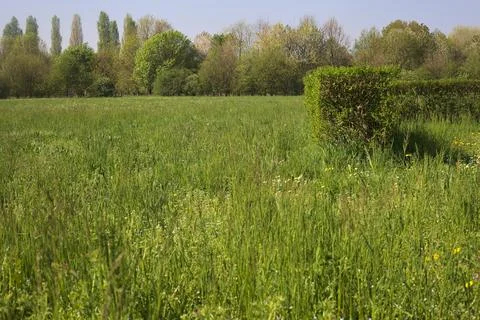 Clearing and a hedge Stock Photos