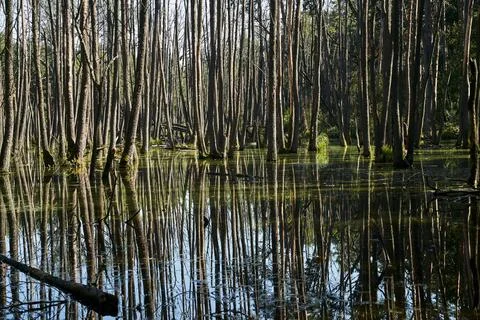 Clearing and pool in a deciduous forest Stock Photos