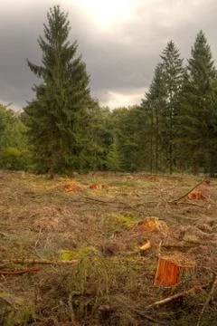 Clearing area in forest, vertical Stock Photos