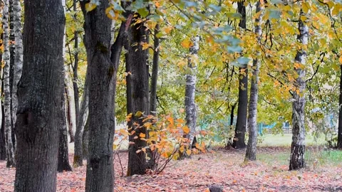 A clearing in the autumn forest, on which there are trees 스톡 동영상 161706069