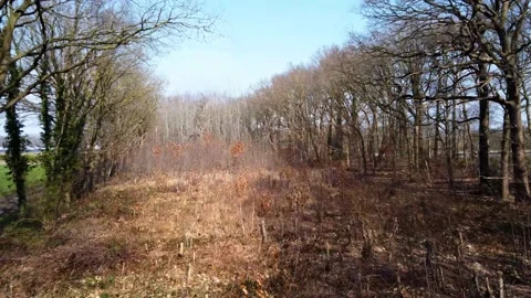 Clearing between trees brown leafs Stock Footage 150974474