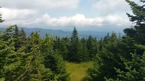 Clearing between valley of trees on the top of the mountain Foto stock