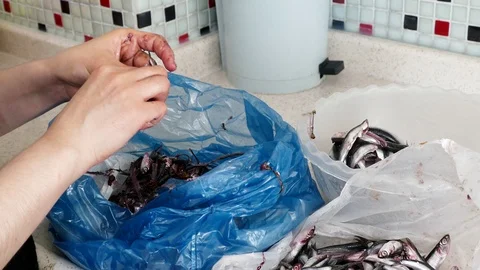Clearing the bones of anchovy fish, cleaning of anchovy fish, Stock Footage 100891468