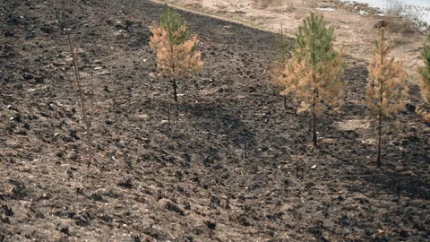 A clearing with burnt grass. Small surviving trees among the grass Stock Footage 128016197