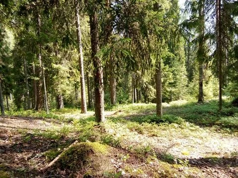 Clearing in a coniferous forest Stock Photos