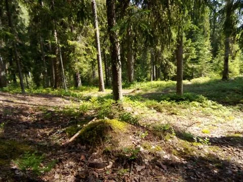 Clearing in a coniferous forest Stock Photos