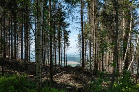 Clearing in a dark spruce forest overlooking distant fields Foto stock