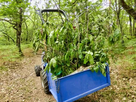 Clearing the debris. Stock Photos