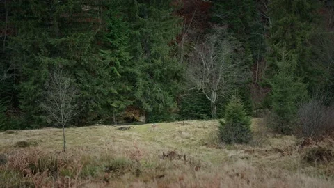 Clearing of dry grass next to the forest Stock Footage 195285784