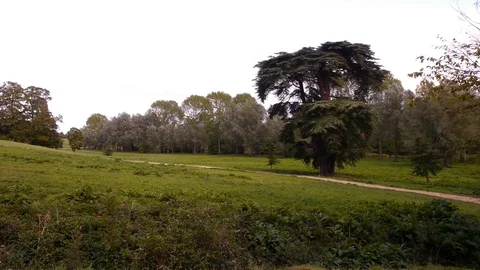 Clearing in english forest. Video stock 99642058