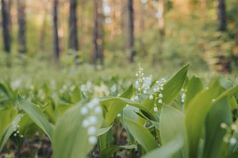 Clearing in evening forest with lily of the valley flowers in full bloom Stock Photos