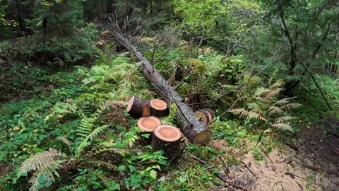 A clearing with felled trees Stock Footage 306297440