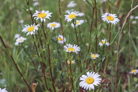 Clearing of field daisies in the field,Image with selective focus. Stock Photos