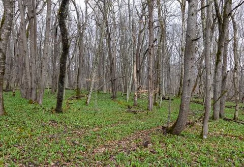 A clearing in a forest area on the edge of the forest, morning and the awaken Stock Photos