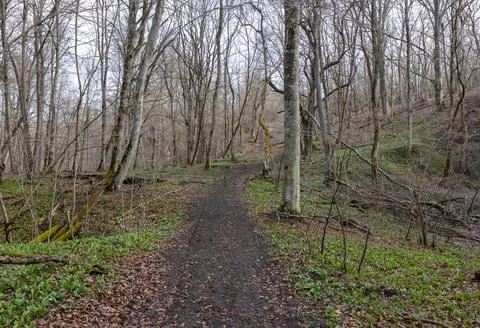 A clearing in a forest area on the edge of the forest, morning and the awaken Stock Photos