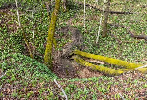 A clearing in a forest area on the edge of the forest, morning and the awaken Stock Photos