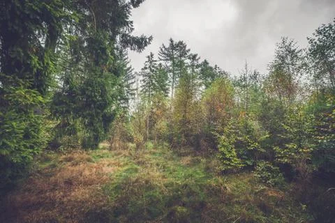 Clearing in a forest with birch trees Stock Photos