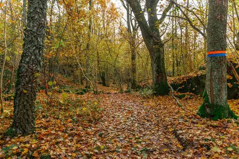 Clearing in a forest at fall. Brown leaves on the ground. Stock Photos