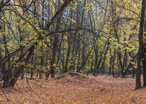 Clearing in the forest, fallen leaves Stock Photos