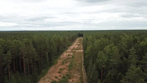 Clearing in the forest Stock-Footage 125416378