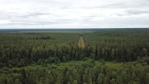 Clearing in the forest Video stock 125416425