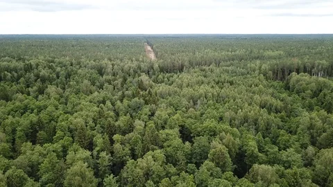 Clearing in the forest Stock Footage 125416459