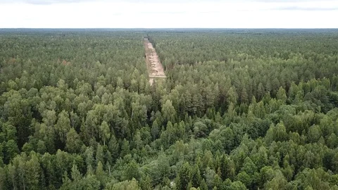 Clearing in the forest Stock Footage 125416473