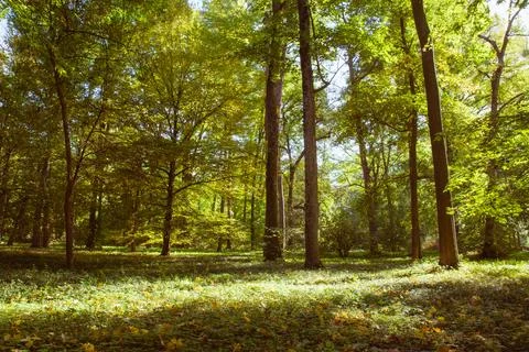 A clearing in the forest illuminated by the rays of the sun in autumn Stock Photos