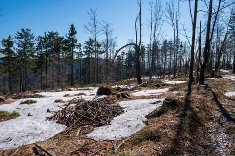 Clearing in the forest in the mountains with fallen trees Stock Photos