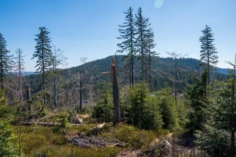 Clearing in the forest in the mountains with fallen trees Stock Photos