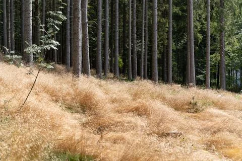 Clearing in a forest 스톡 사진