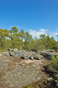 Clearing in forest. Stock Photos