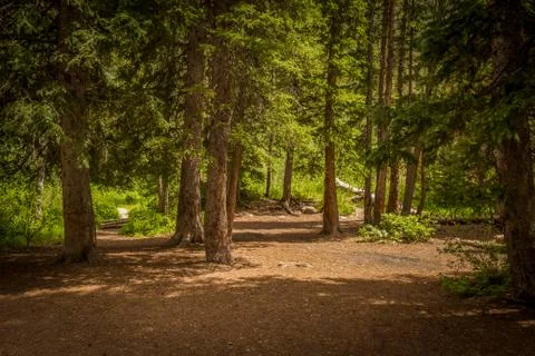 Clearing in Forest of Pine Trees Foto stock