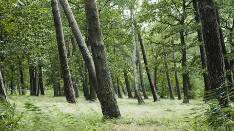 Clearing of a forest on a stormy day 스톡 동영상 96112851