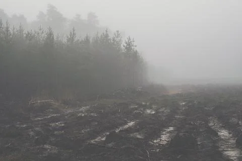 Clearing in the forest that was made after cutting trees Foto stock