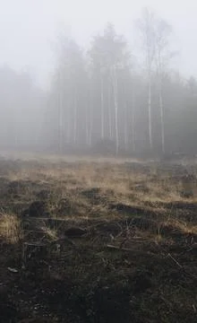 Clearing in the forest that was made after cutting trees Stock Photos